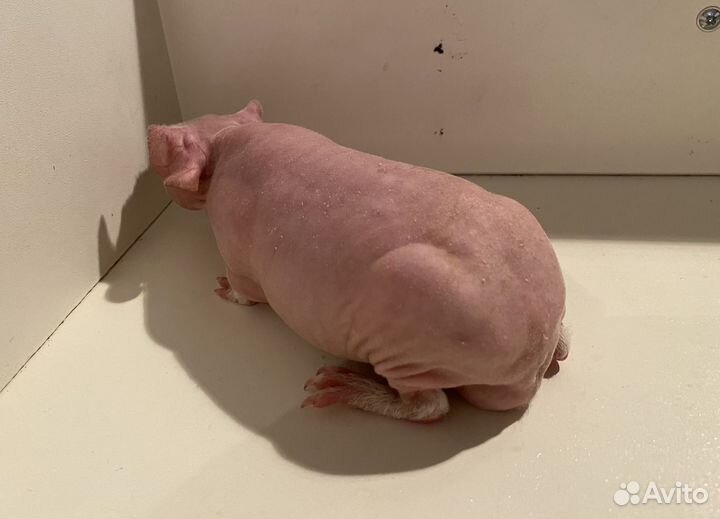 Морская свинка скинни малыш