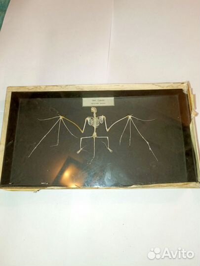 Скелет летучей мыши