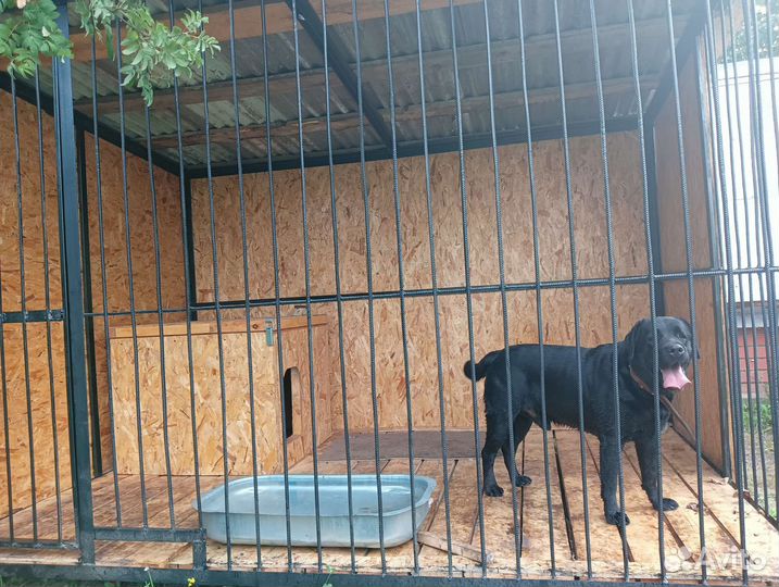 Зоогостиница в Булгаково Shepherd, груминг