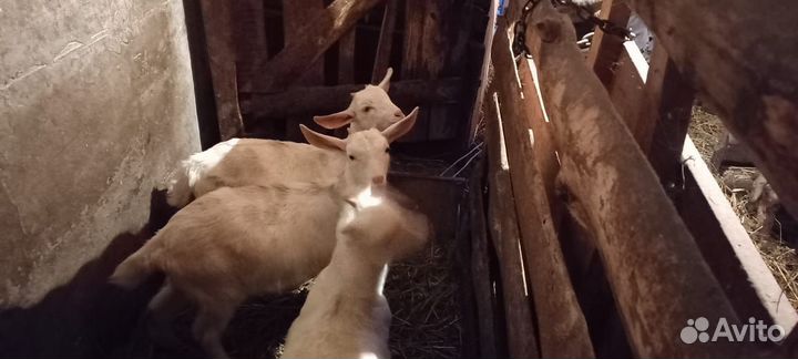 Козы дойные. козлята
