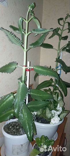 Каланхоэ лечебное