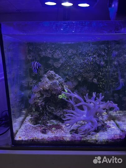 Продаю морской аквариум