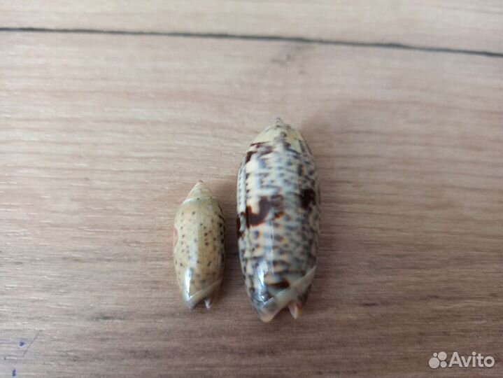 Морская раковина