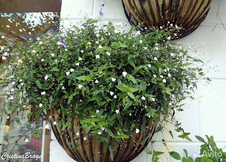 Традесканция гибазис фата невесты