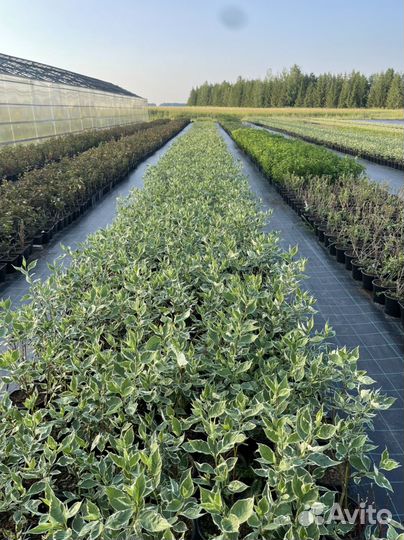 Дерен Элегантиссима