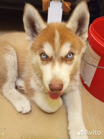 Помесь хаски