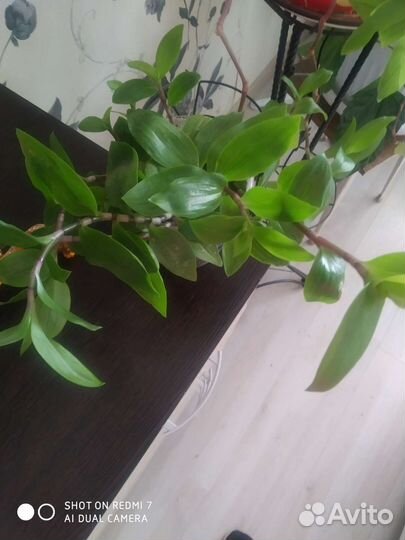 Традесканция