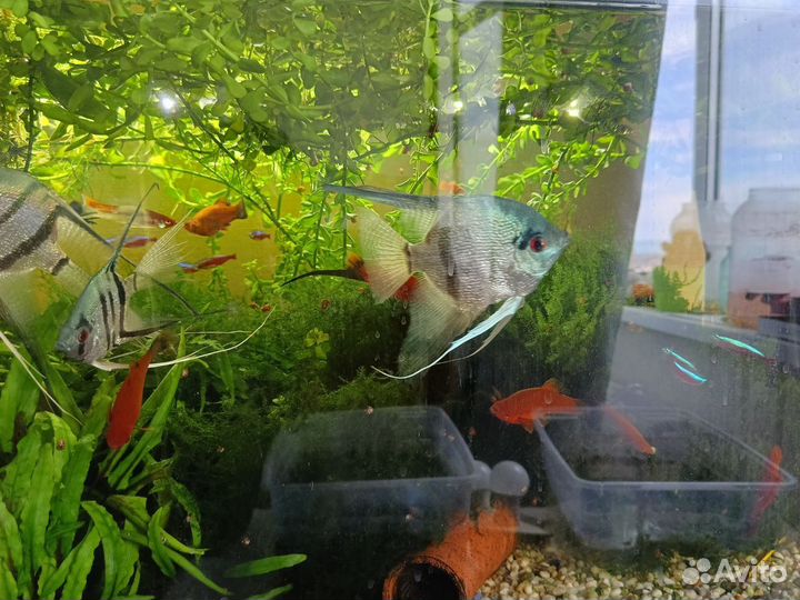 Продаются аквариумные растения, мох