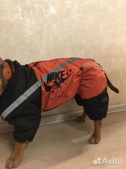 Одежда для собак