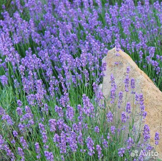 Лаванда узколистная