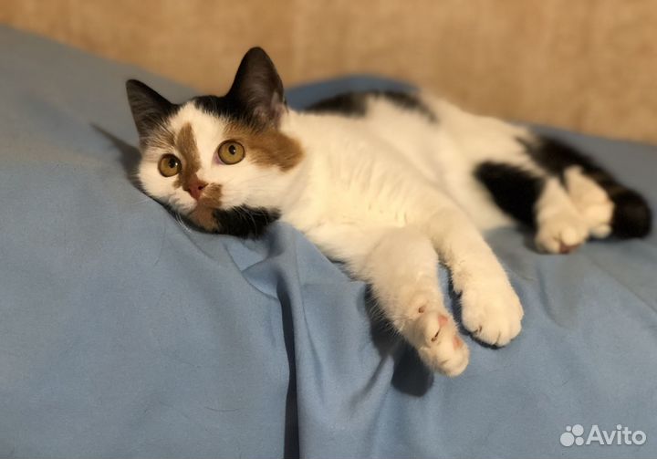 Юная кошечка с блестящей шестью