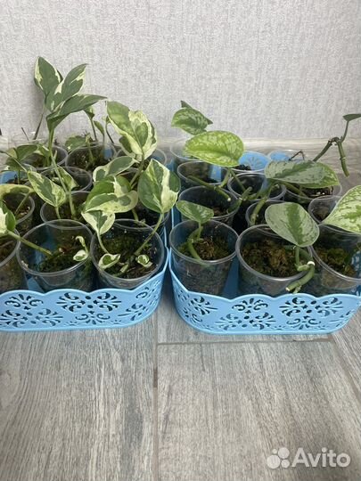 Н-Джой, Green эпипремнум