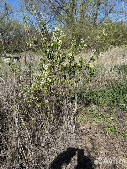 Ирга саженцы