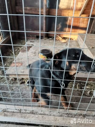 Собака ягдтерьер