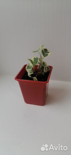 Фикус бенджамина