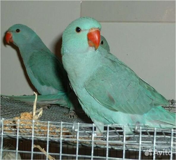 Ожереловые попугаи(малыши)