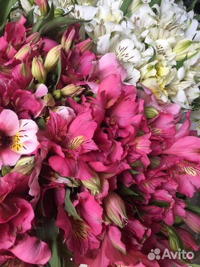 Живые Цветы.Альстромерия.Букеты
