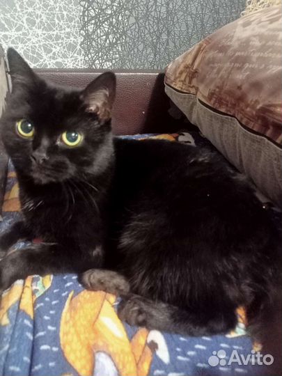 Кошка в дар