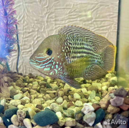 Акара бирюзовая