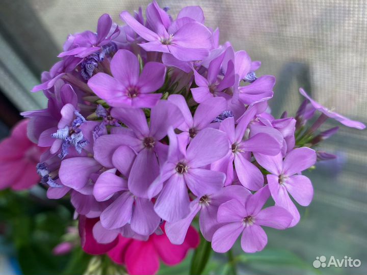 Флокс Блю парадиз и др