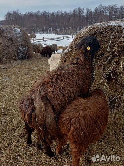 Овцы бараны ягнята продажа