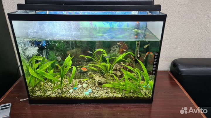 Аквариум 100 литров с рыбками
