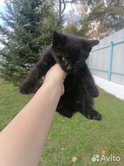 Кошка в дар