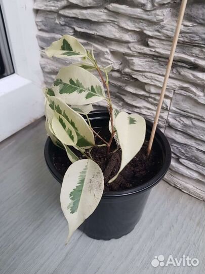 Фикус бенджамина