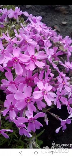 Флокс шиловидный