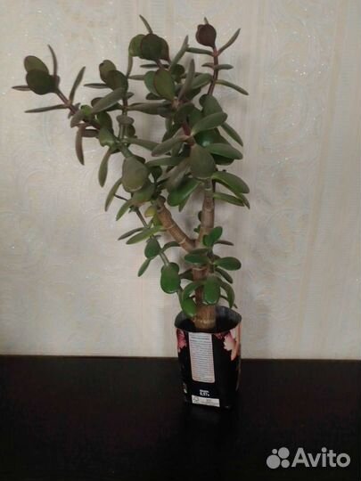 Толстянка. Денежное дерево