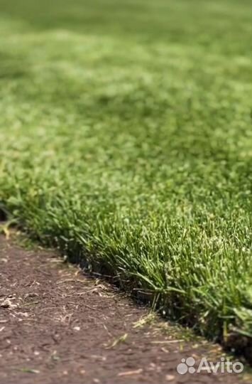 Рулонный газон
