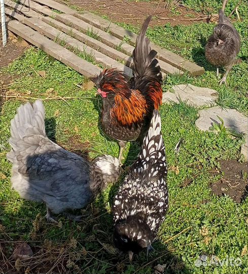 Падуан. Куры, цыплята, яйцо