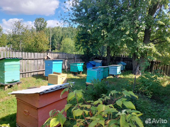 Пчёлы. Продажа пчелосемей с ульями