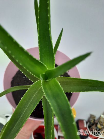 Алоэ вера с кашпо