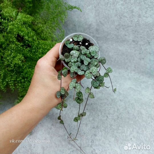 Церопегия вуда