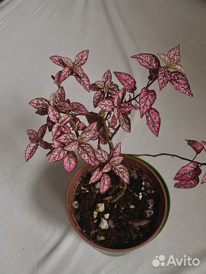 Гипоэстес розовый