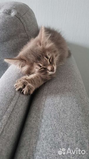 Серый котенок (мальчик)