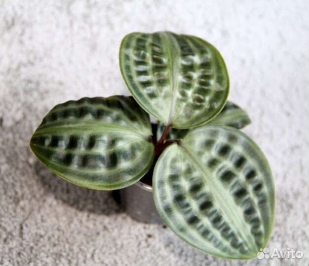 Растения 13 сортов, можно для флорариума