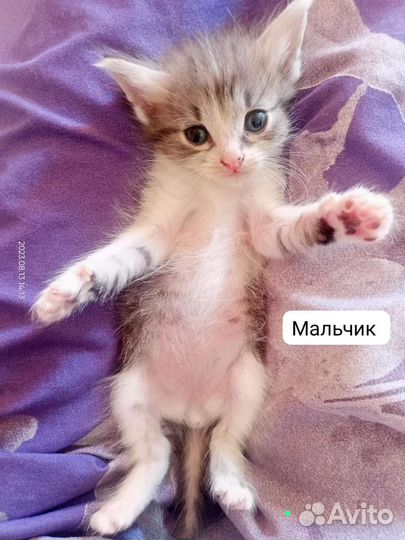 Кошка в дар бесплатно