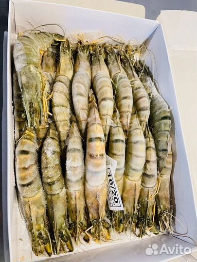 Тигровые креветки Большие