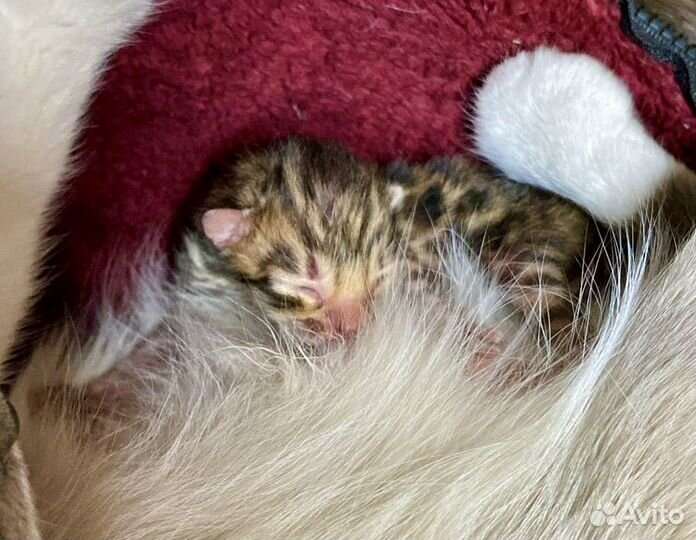 Бенгальские котята