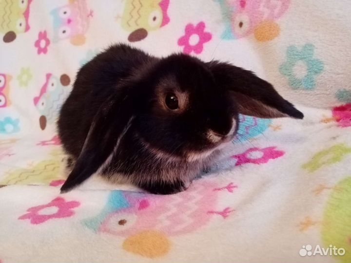 Вислоухий баран кролик девочка 3 мес