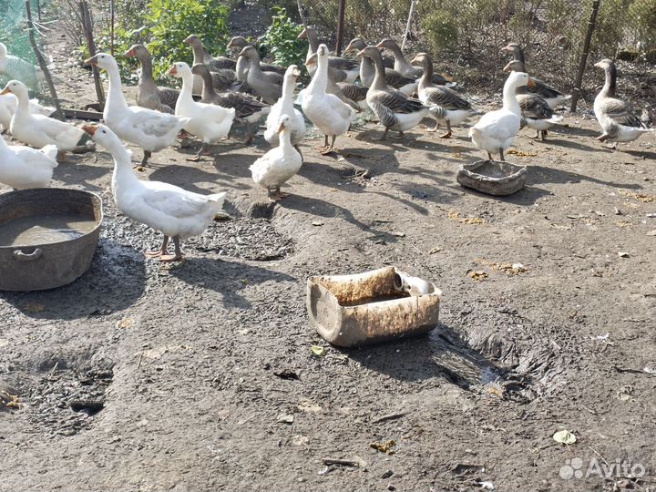 Утки гуси индюки