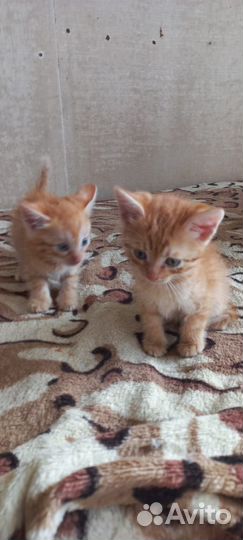 Кошки в добрые руки бесплатно