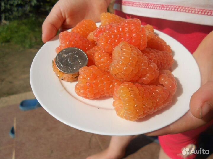 Саженцы малины
