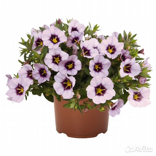 Кашпо подвесные с цветущим калибрахоа