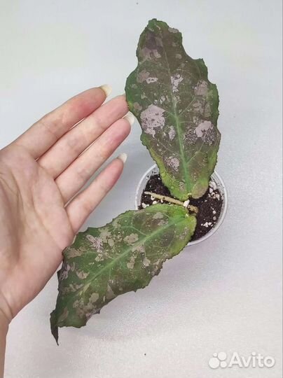 Хойя Ундулата (Hoya Undulata)