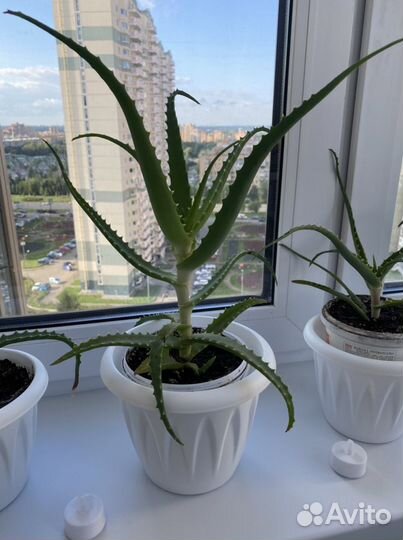 Алоэ цветок дерево рассада куст