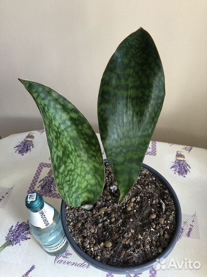 Сансевиерия массониана Виктория