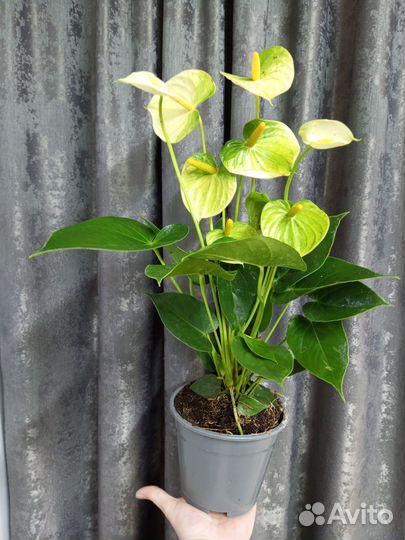 Антуриум Ванилла